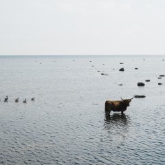 Sea kayaking trips in the Kihnu Strait